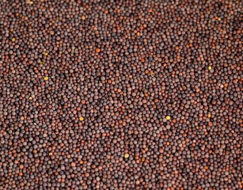 Mustard Seeds