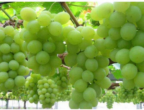 Fresh Grapes, Packaging Size : 9-10 Kgs Per Tray