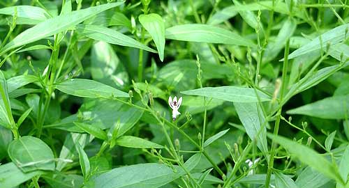 Andrographis Paniculata Extract Powder