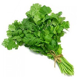 Fresh Coriander Leaves, Packaging Size : 50g, 100g