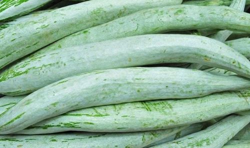 Organic Fresh Snake Gourd, Color : Green