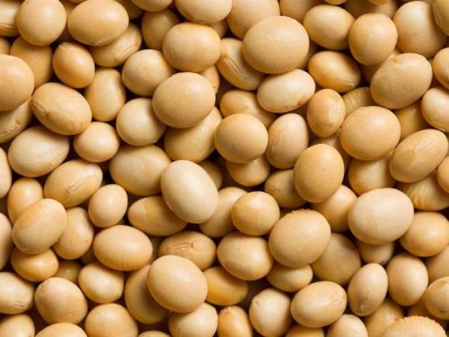 Organic Soybean Seeds, Feature : Low Moisture