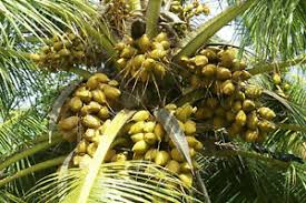 Coconut Plant, For Farms, Garden, Lawn, Color : Green