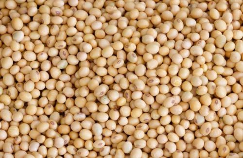Nature Soybeans Seeds, For Human Consumption, Style : Raw