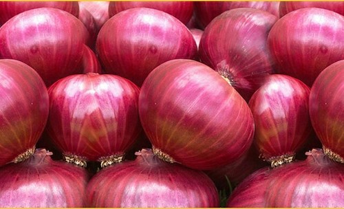 Organic Fresh Onion, Color : Red