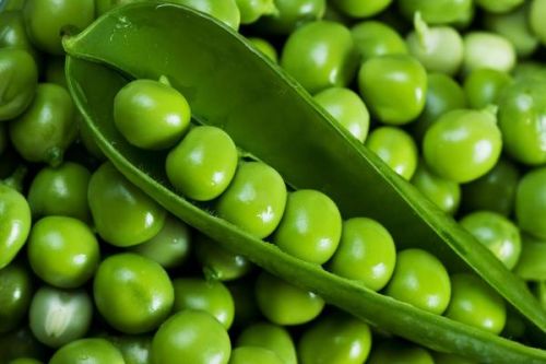 Fresh Green Peas, Packaging Size : 1Kg, 20Kg, 50Kg