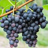 Fresh Grapes, Grade : Premium