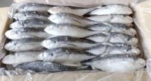 Frozen Horse Mackerel Fish for Household, Mess, Restaurants