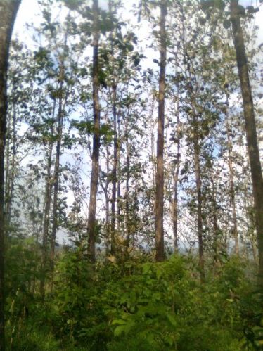 Teak wood, Material : Teak Wood