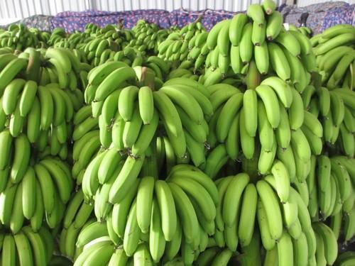 Organic Green Cavendish Banana, Grade : Agricultural