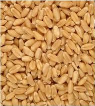 Hard Common Organic Durum Wheat, Certification : SGS, HACCP, GAP