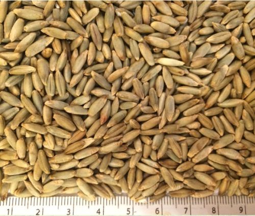 Common/Organic Rye Seed, Certification : HACCP, GAP, NOP, SGS