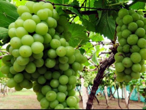 Organic fresh grapes, Packaging Type : Green for Sweet & Juicy