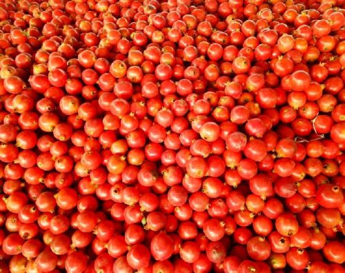 Organic fresh tomato, Packaging Type : Red, Packaging Size : 5-20kg