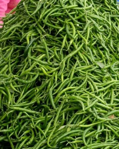 Organic green chilli, Packaging Type : Plastic Bags