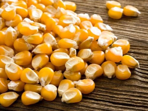 Organic Maize Seeds, Packaging Type : Yellow for Human Food