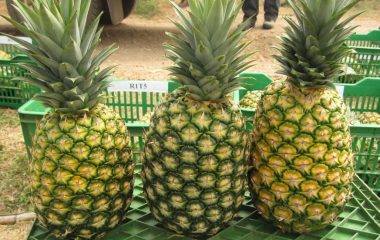 Fresh pineapple, Brand Name : NGHI SON FOODS GROUP