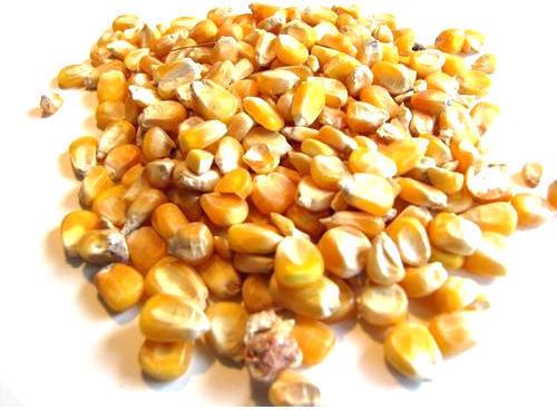 Poultry Maize Feed, Packaging Type : Bag