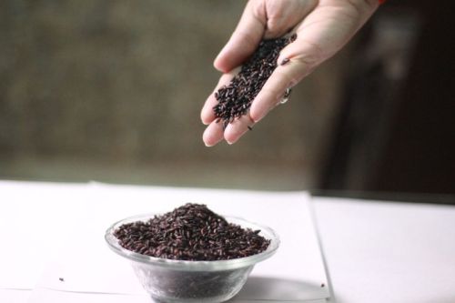 Hard Natural Chahao Black Rice, For Cooking, Food, Human Consumption, Certification : FSSAI Certified