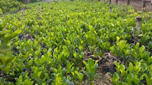 Organic Red Jackfruit Plant