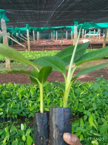 Tissue Culture G9 Banana Plant