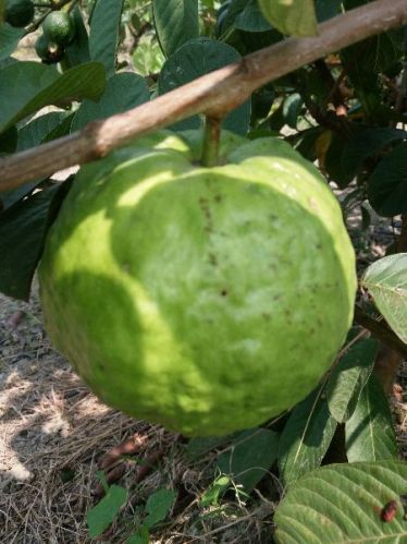 Organic VNR Guava Plant
