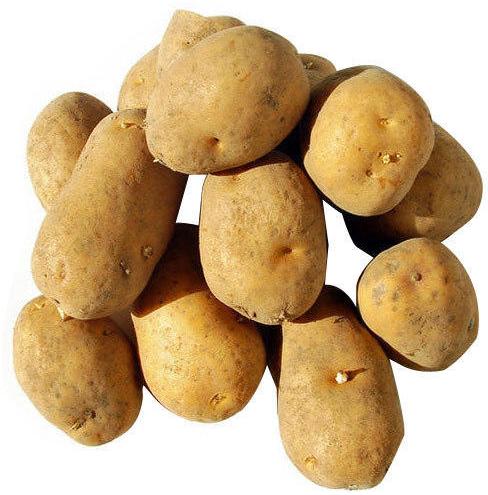 Sugar Free Potato, Color : Light Brown