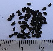 Nigella Seeds