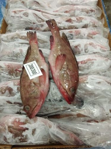 Frozen Reefcod, For Household, Restaurant, Feature : High Protein