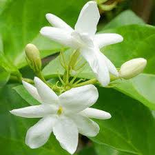 Fresh Jasmine Flowers, Occasion : Birthday Party, Christmas Accessories, Wedding