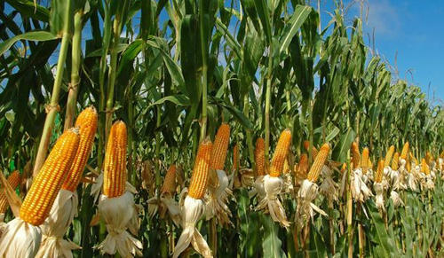 Yellow Maize