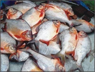 Roopchand Fish, Feature : High In Protein