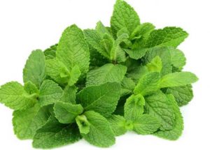 Mint Leaves