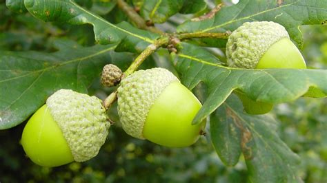 Acorn Nuts, Shape : green, brown, Grade : SGS