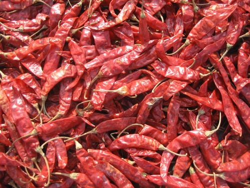 Organic Dried Red Chili, Packaging Type : Gunny Bags, Jute Bag