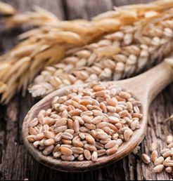 Wheat Seeds, Grade : Superior
