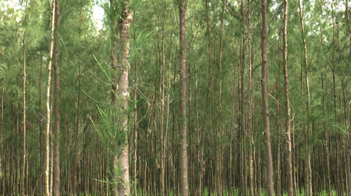 Casuarina Wood