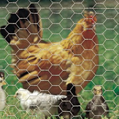 Chicken Mesh