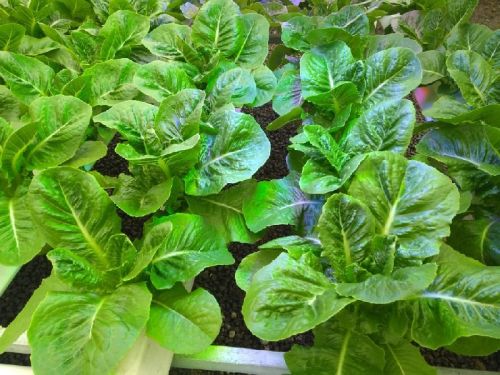 Romaine Lettuce Leaves, Shelf Life : 5-10days