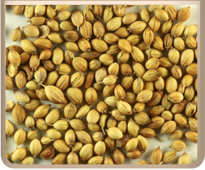 CORIANDER SEEDS: