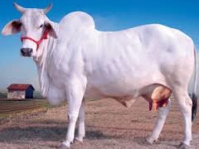 Desi Cow Ghee