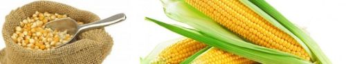 Maize