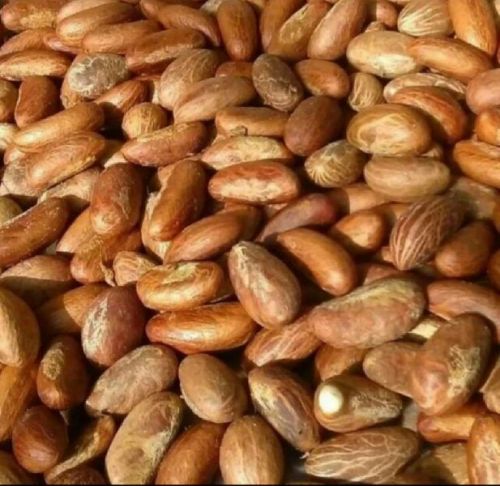 Garcinia Kola (Bitter Kola)