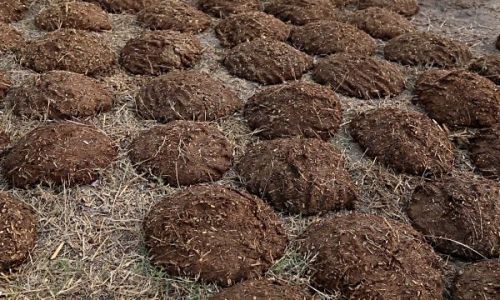 Cow Dungs, For Fertilizer Or ETP