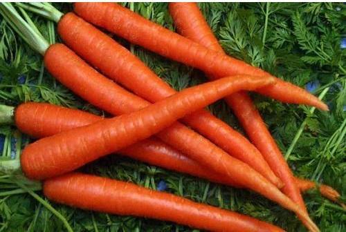 Organic Fresh Carrot, Color : Red