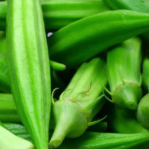 Organic Fresh Okra, Color : Green