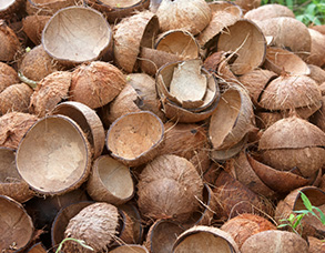 Coconut Shell