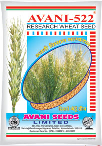 Wheat, Broken Ratio : 1-3%