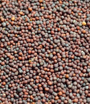 Black Mustard Seeds