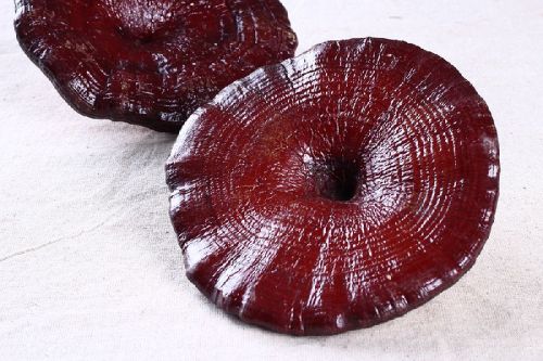 Cultivated Raw Ganoderma Reishi Mushroom